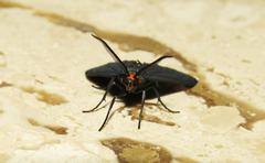 Ctenucha