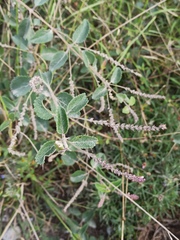 Aloysia scorodonioides