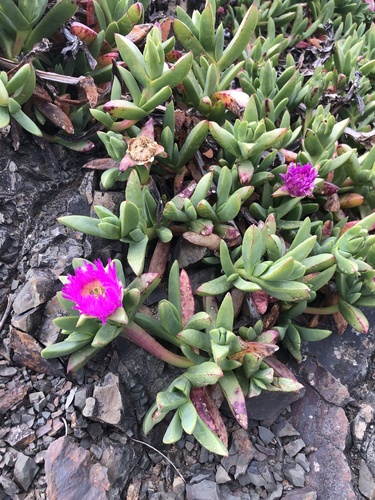 Carpobrotus chilensis