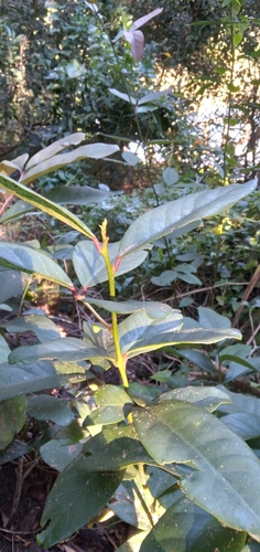 Allocassine laurifolia, photograph 4