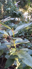 Allocassine laurifolia, photograph (c) Rosemary Harrison, some rights reserved (CC BY-SA)