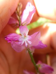 Polygala nicaeensis