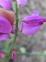 Polygala nicaeensis