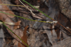 Carex muricata pairae
