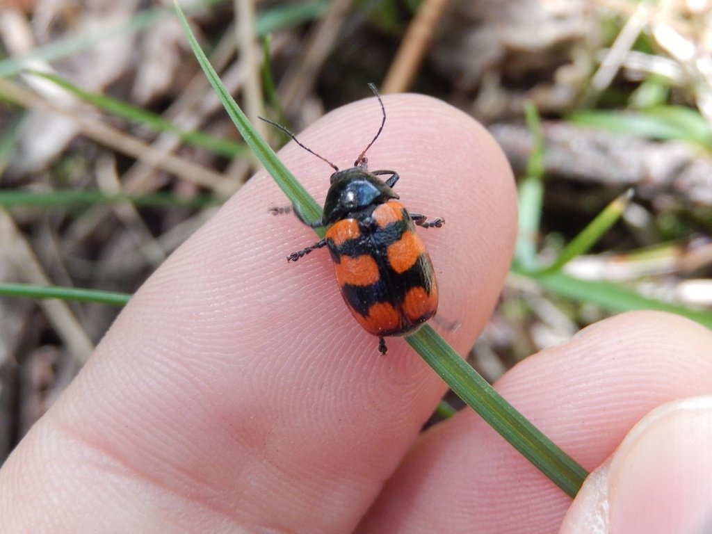 Cryptocephalus loreyi