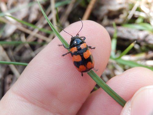 Cryptocephalus loreyi