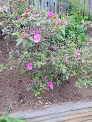 Rhododendron