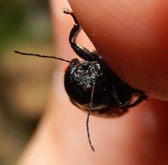 Cryptocephalus loreyi