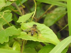 Mallota curvigaster