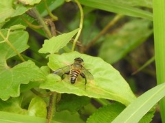 Mallota curvigaster