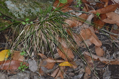 Carex muricata pairae
