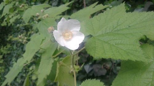 Thimbleberry
