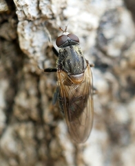 Brachyopa vacua