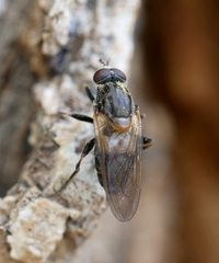 Brachyopa vacua