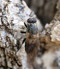 Brachyopa vacua