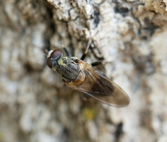 Brachyopa vacua