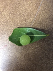 Amphibolips quercusracemaria