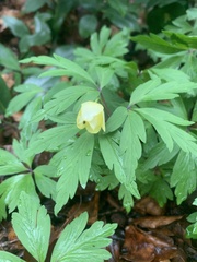 Anemonoides × lipsiensis