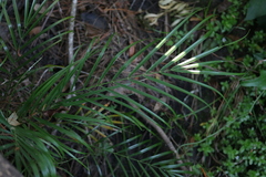 Phoenix loureiroi