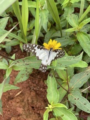 Graphium angolanus baronis