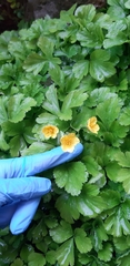 Waldsteinia