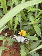 Graphium angolanus baronis