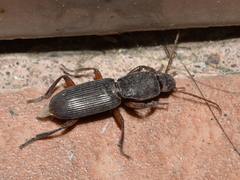 Stenomorphus