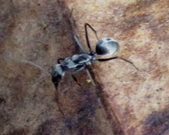 Camponotus