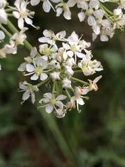 Pleurospermum uralense