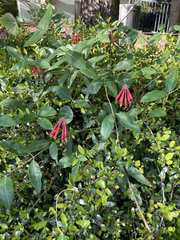 Lonicera sempervirens sempervirens