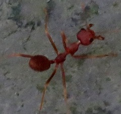 Oecophylla smaragdina