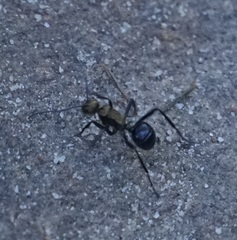 Polyrhachis semiaurata