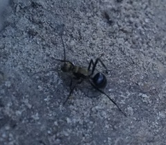 Polyrhachis semiaurata