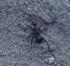 Polyrhachis semiaurata