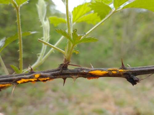 pale bramble rust