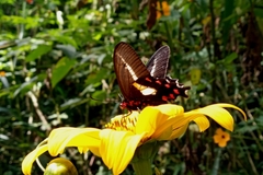 Parides proneus