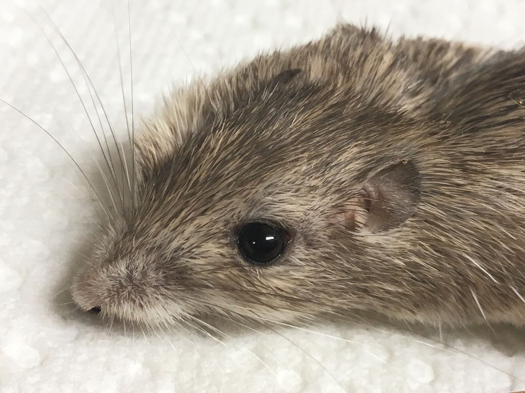 San Diego Pocket Mouse