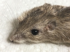 San Diego Pocket Mouse photo 2
