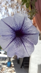 Petunia