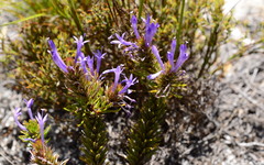 Merciera azurea