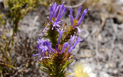 Merciera azurea