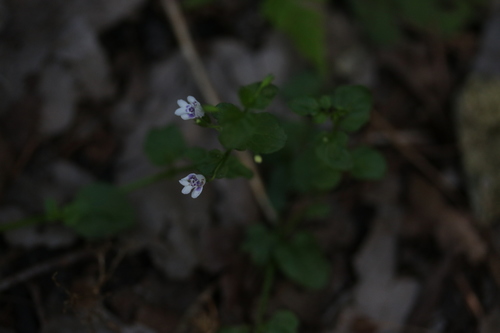 Clinopodium brownei image