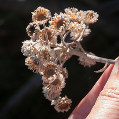 Pseudognaphalium undulatum