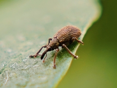 Trichopterapion holosericeum