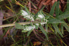 Pseudognaphalium undulatum