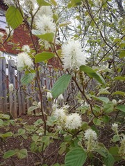 Fothergilla major