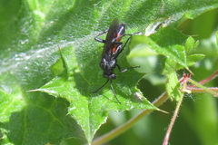 Macrophya annulata