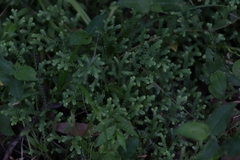 Selaginella apoda