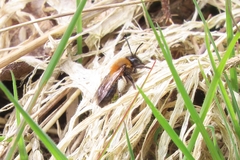 Andrena lapponica
