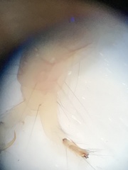 Cernotina